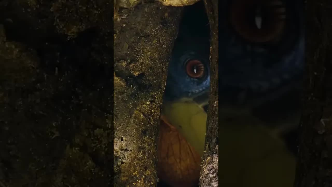 Colombia: el país con más aves del mundo