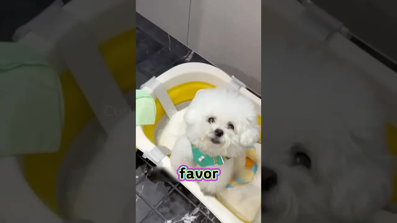 Cachorro Querendo Tomar Banho Quente