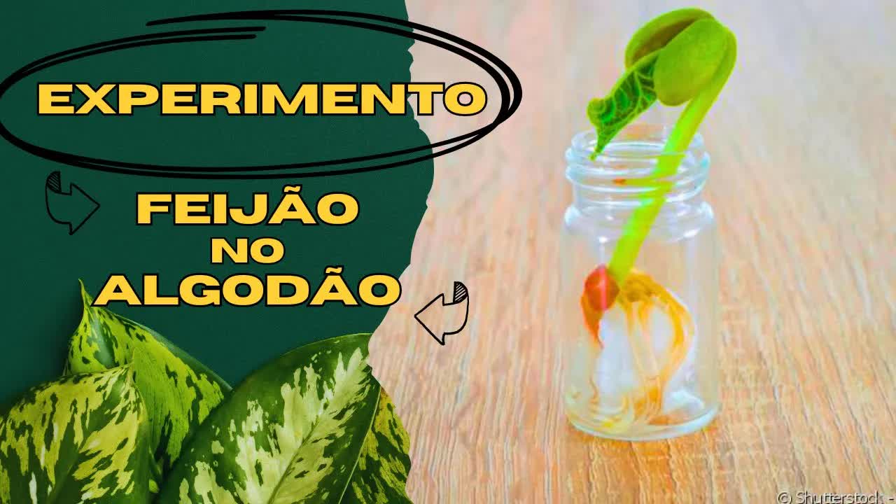 Como Plantar Feijão no Algodão para Crianças