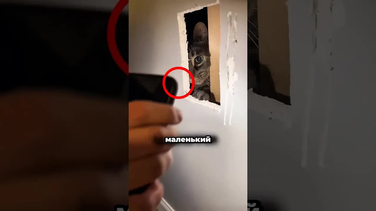 Девочка спасла котёнка из стены