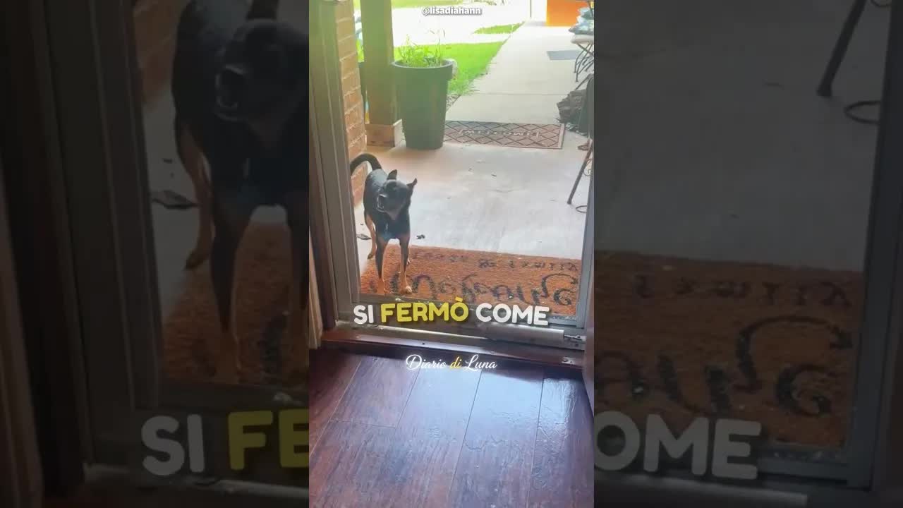 Un cane cauto davanti a una porta rotta
