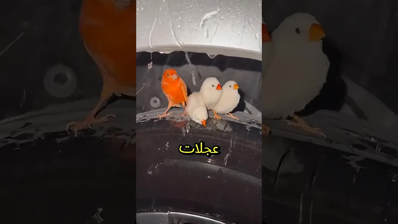 رد فعل الحيوانات عند هطول الأمطار الغزيرة