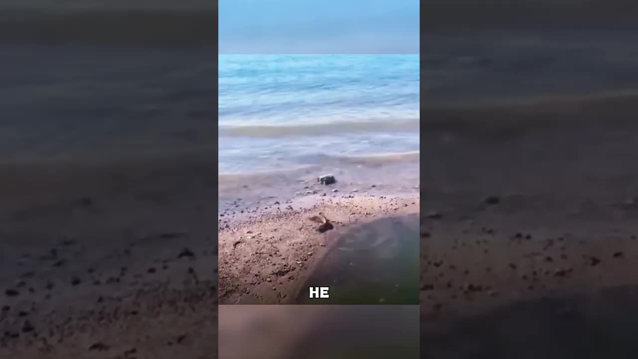 Смелая рыба спасается из высохшей лужи