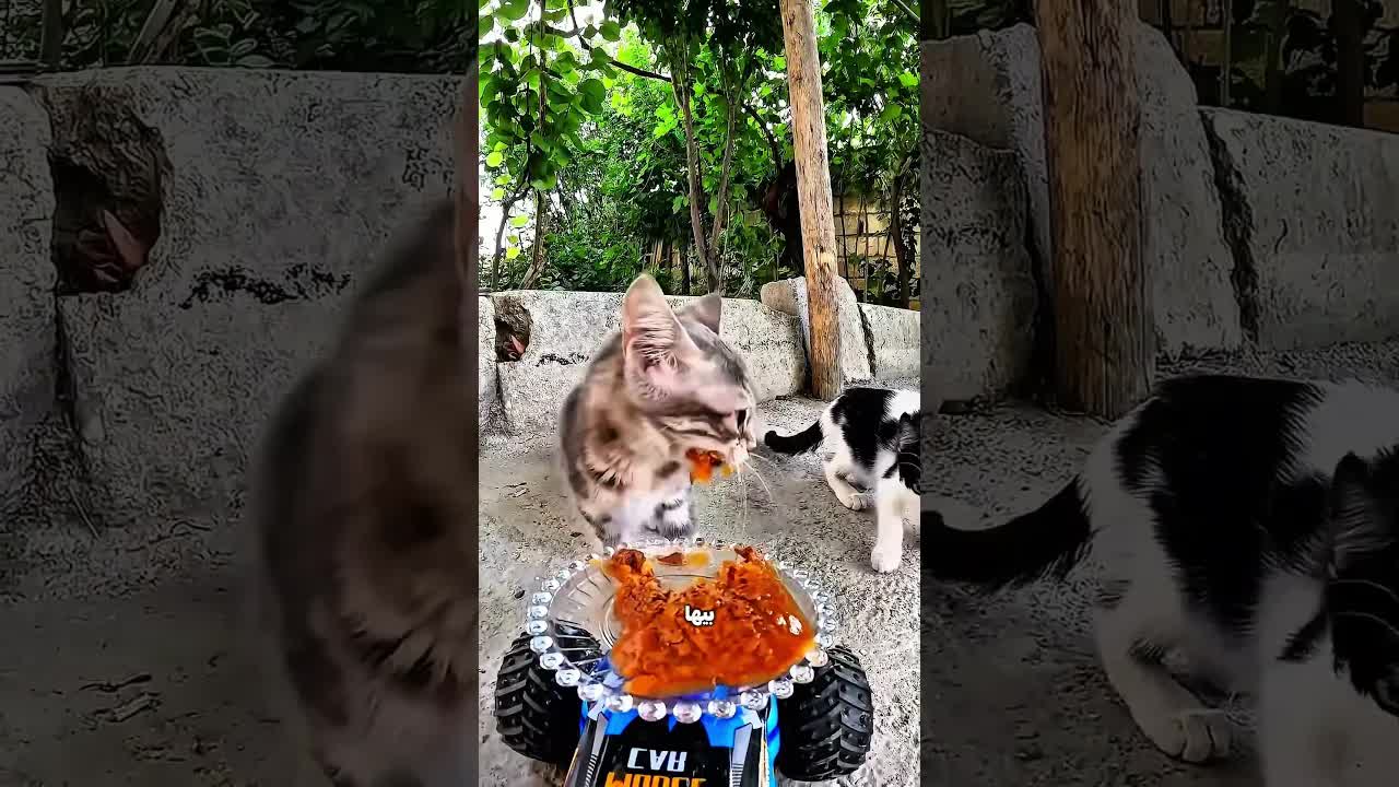بعت عربية فيها أكل للقطط الجائعين