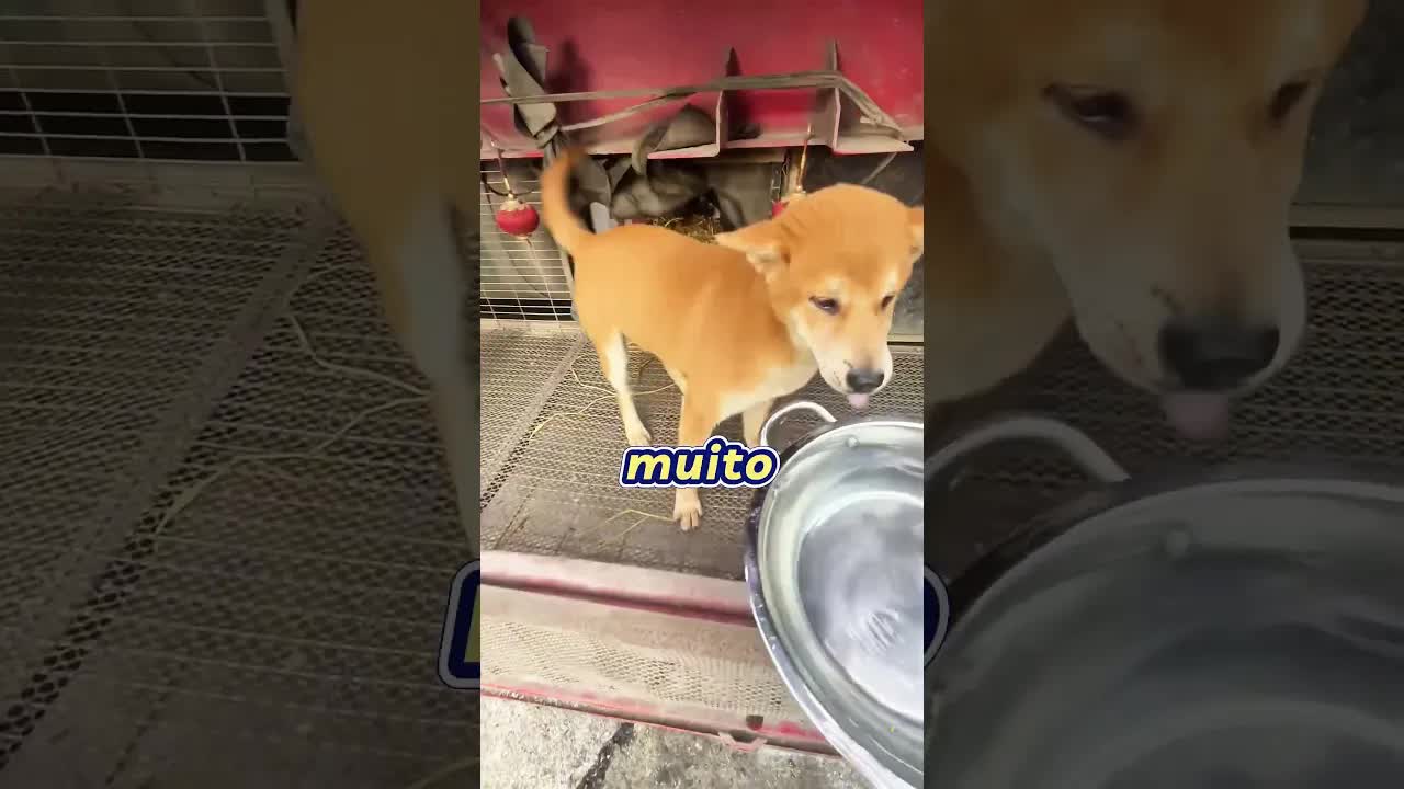 Achando cães presos, mas eles tinham uma mansão
