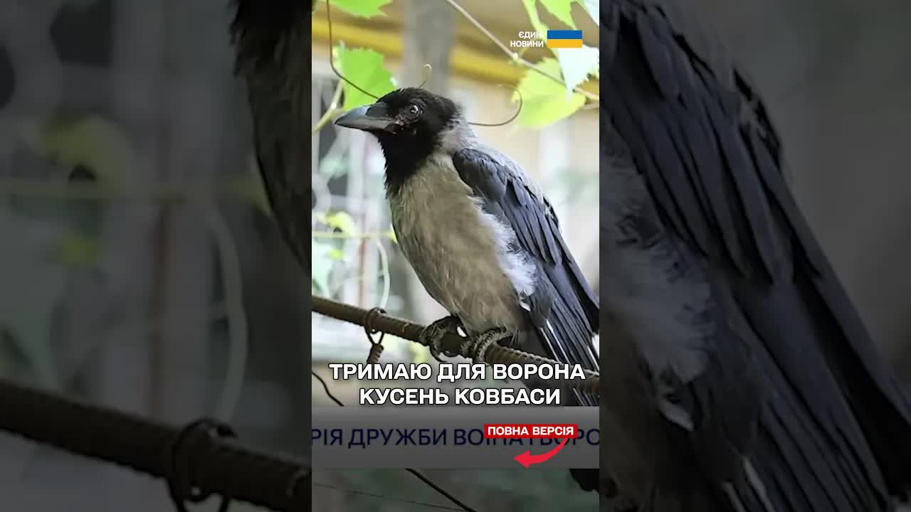 Дружба ветерана з вороном Жоріком: історія надії