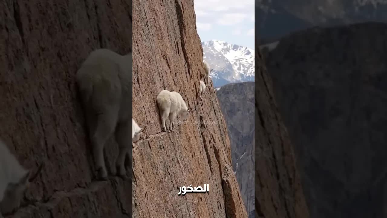 ٥ حيوانات ماتت وهي بتحاول تهرب من المفترس