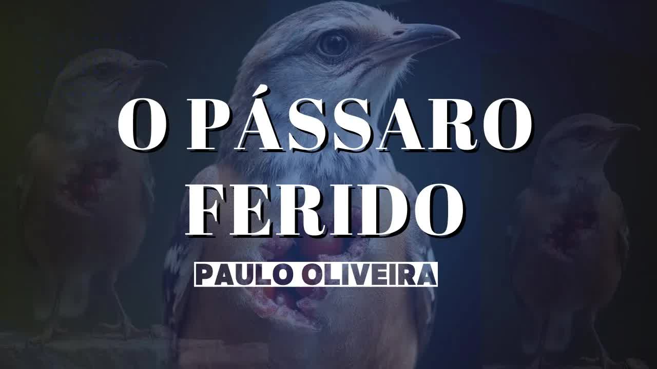 O pássaro ferido que aprendeu a voar de novo