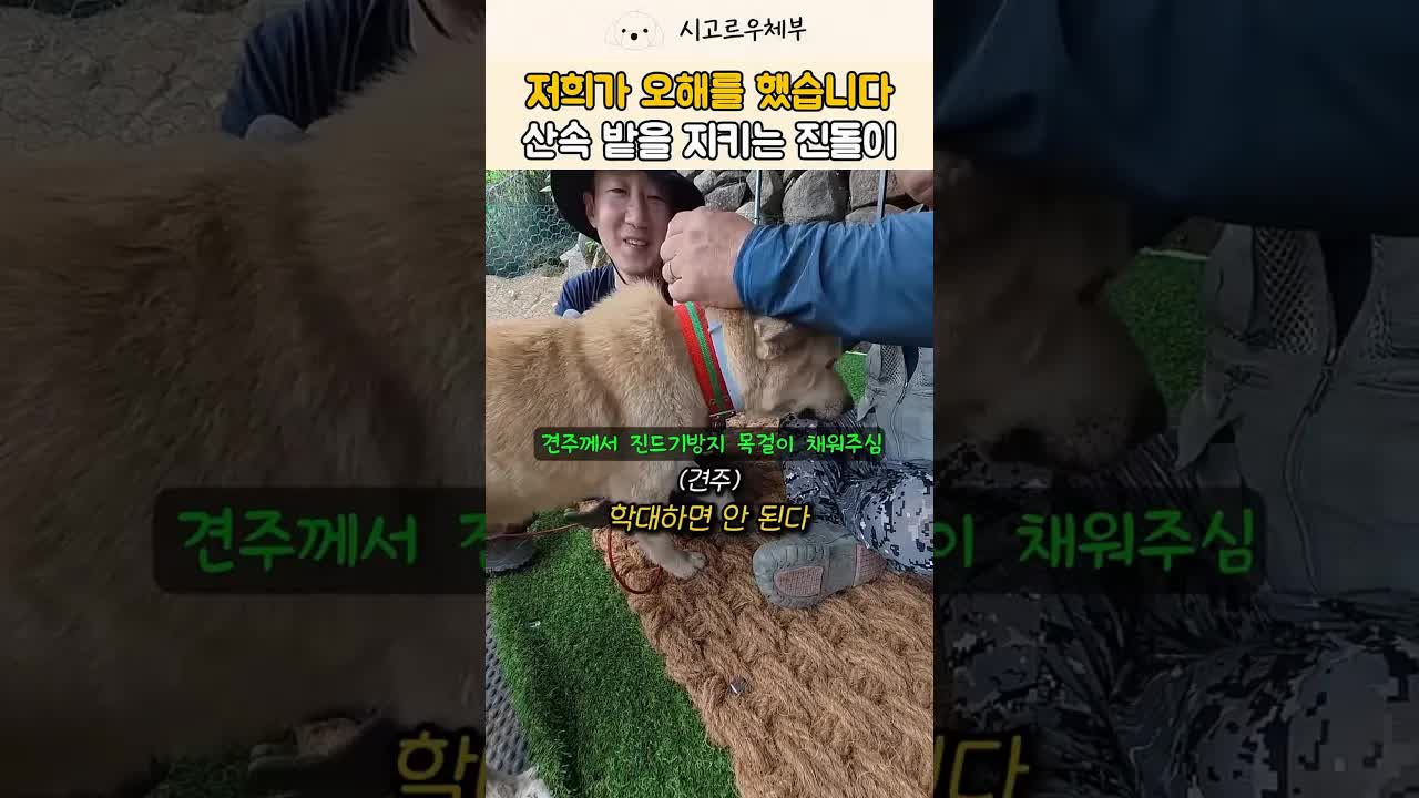 산속 유기견의 새 집 마련 이야기