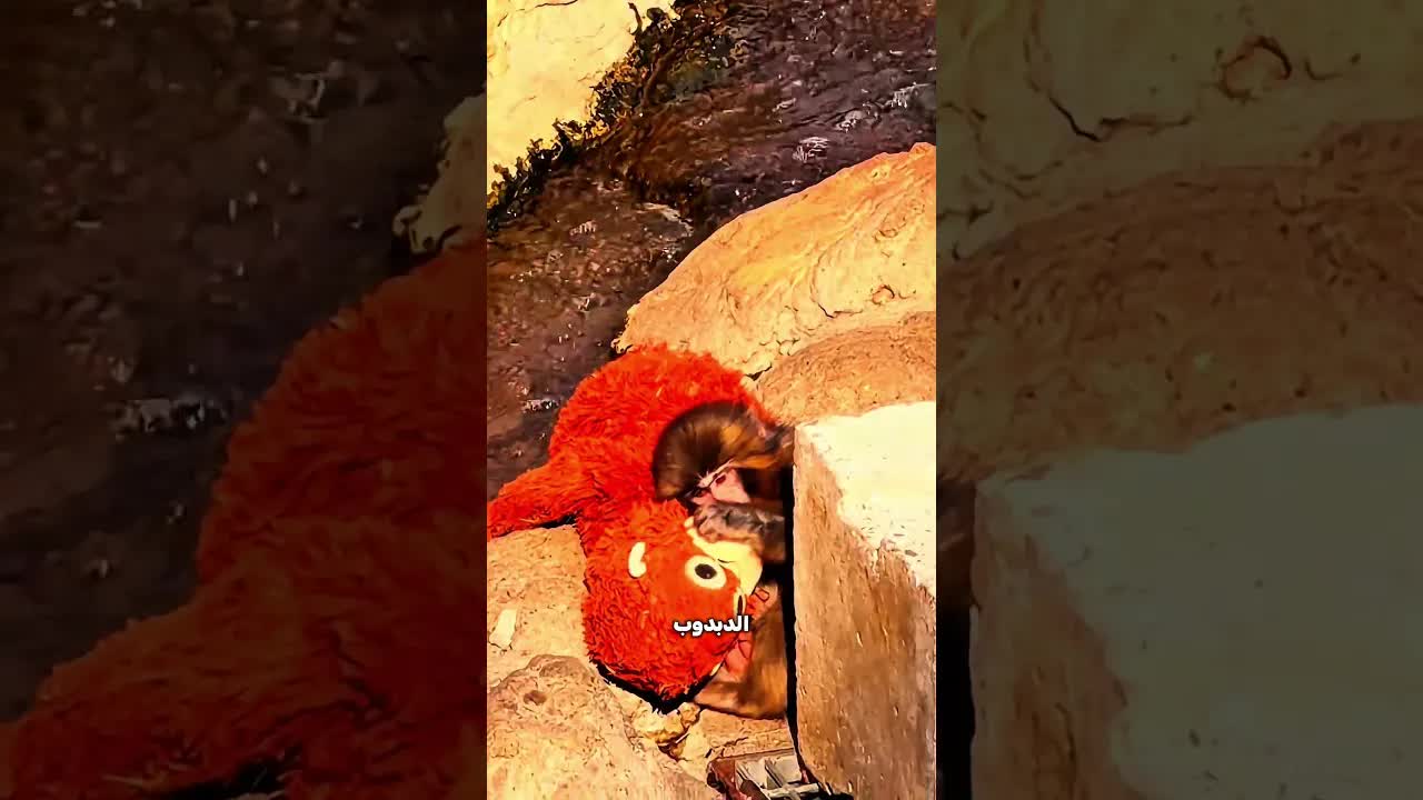 قرد صغير اعتبر دبدوب أمه بعد أن تركته أمه