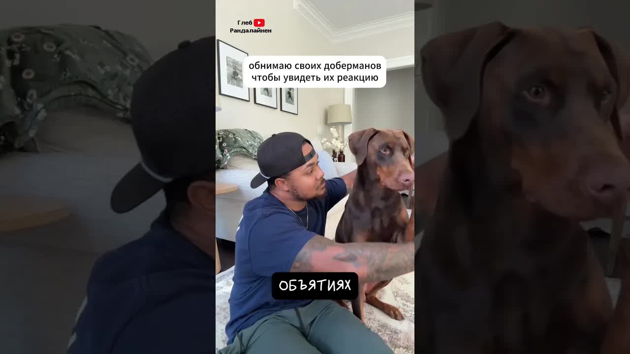 Почему собаки не любят обнимашки?
