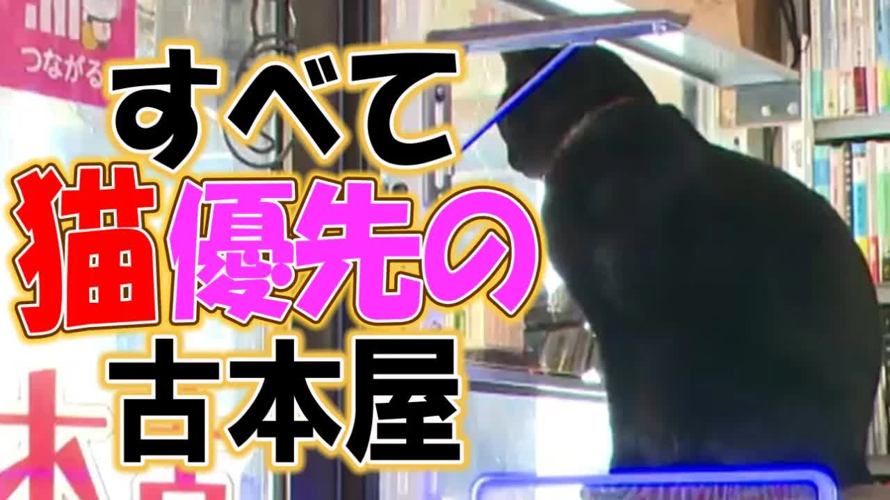 看板猫ラムネの一日