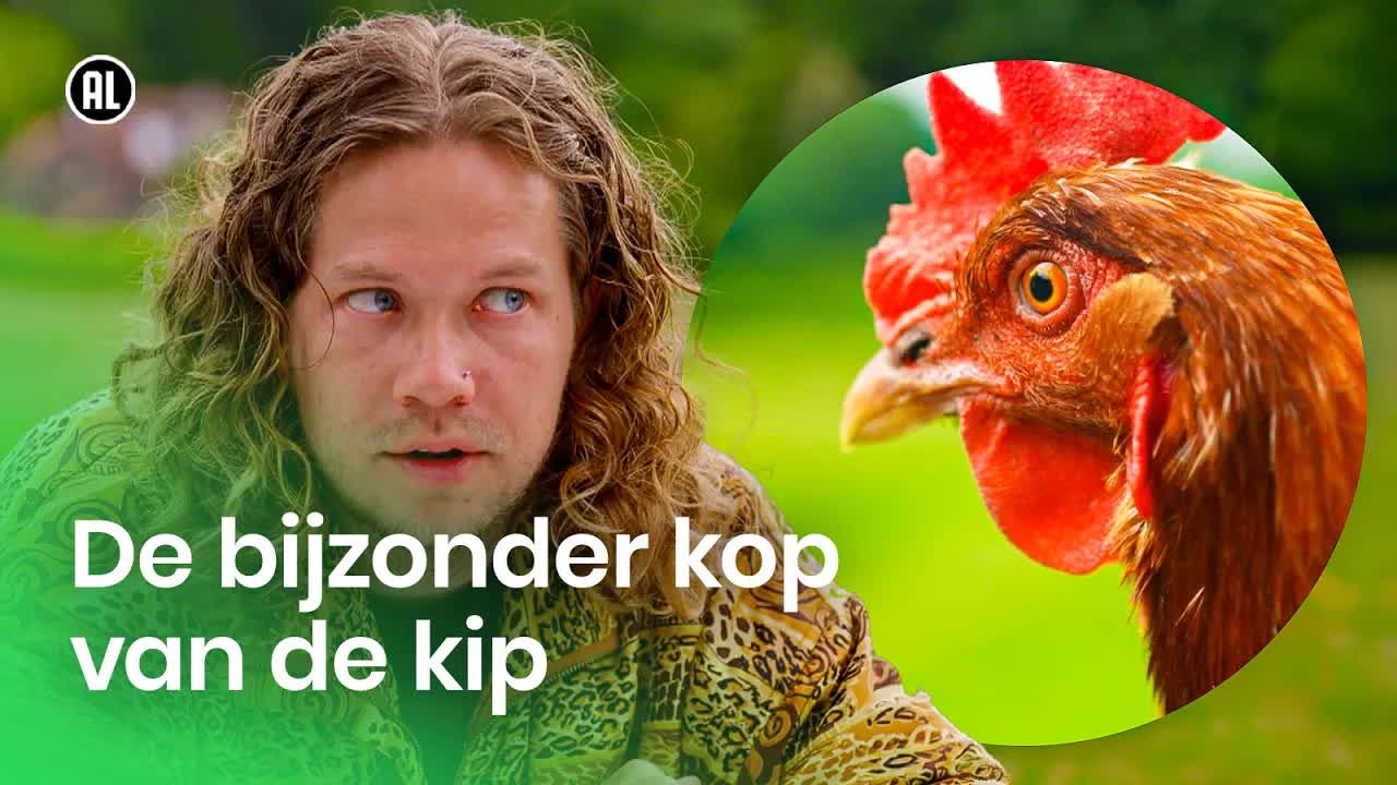 Hoe kijkt een kip eigenlijk?