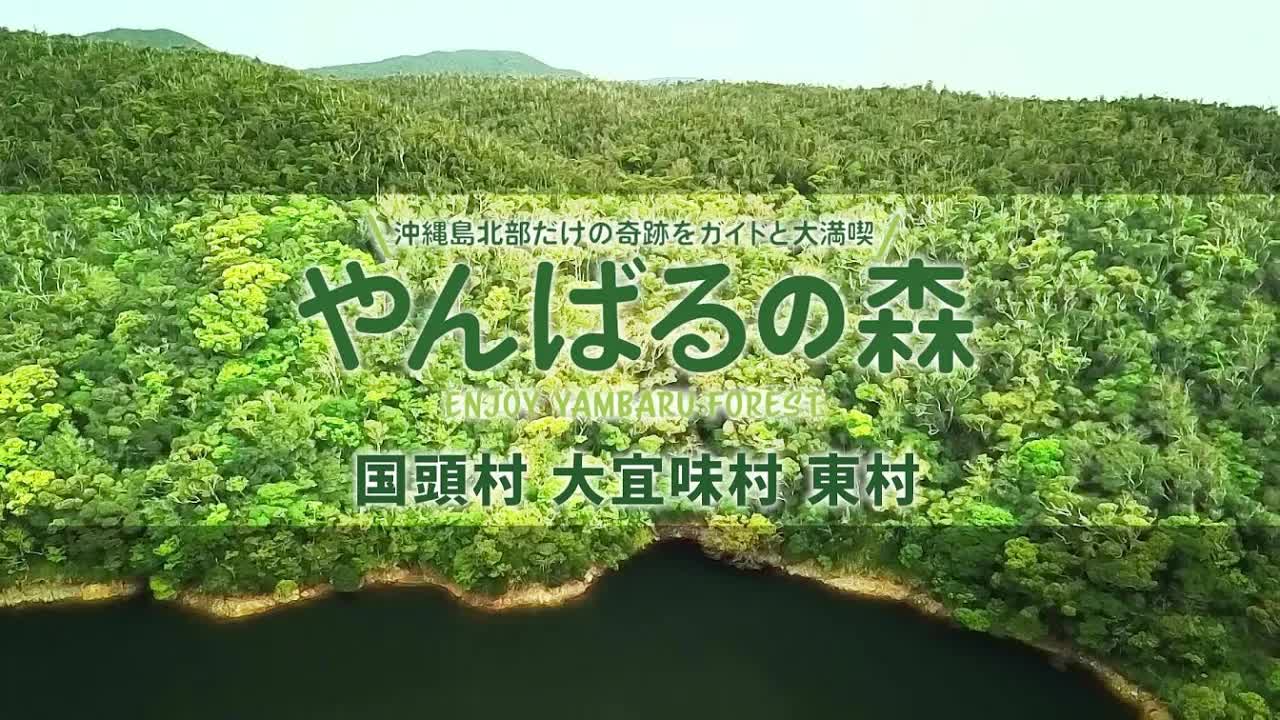 やんばる国立公園の自然と生き物ガイド
