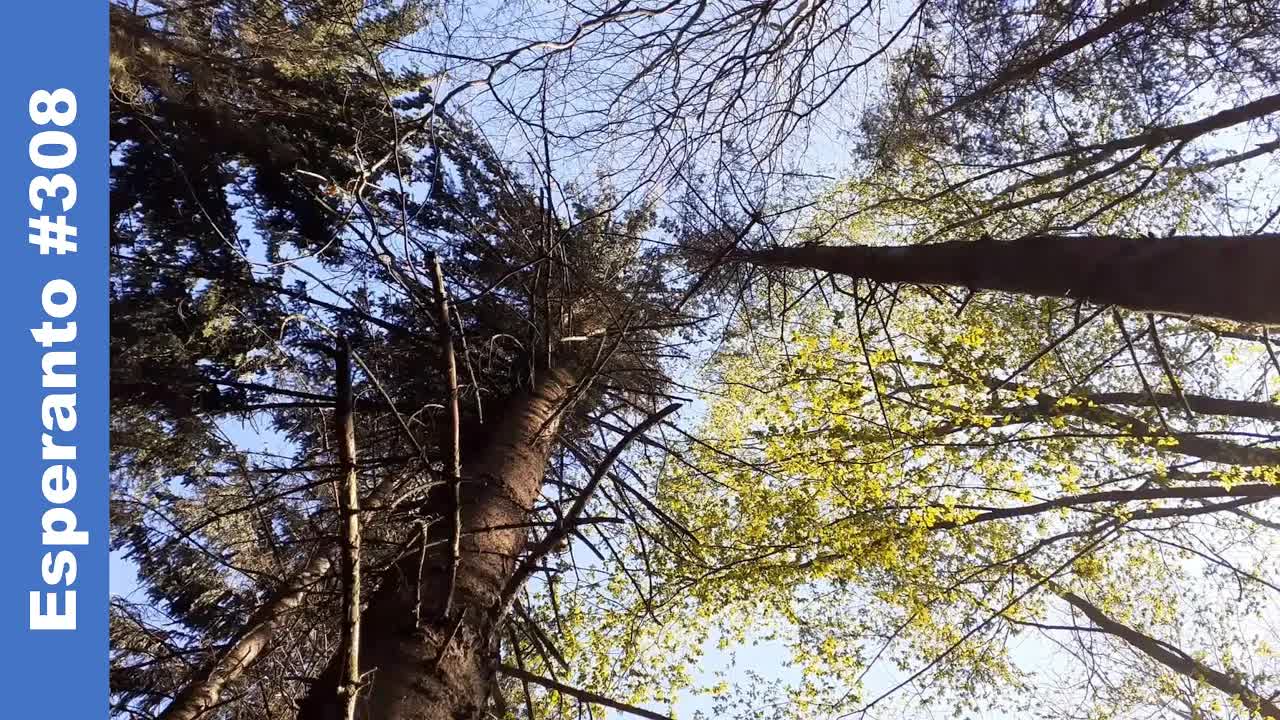 Posttagmezo en la arbaro kaj Esperanto-temoj