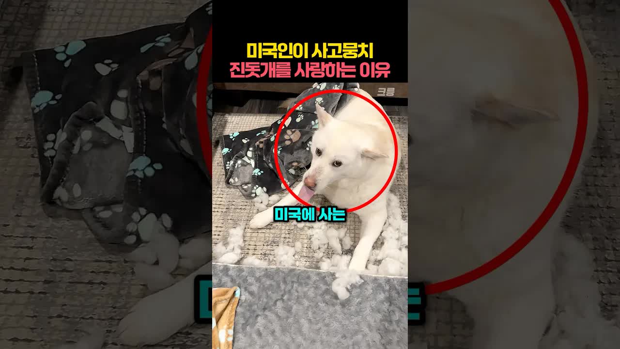 미국에서 사는 진돗개 미스티의 사랑스러운 일상