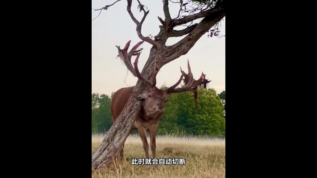 雄鹿为何不停摩擦树枝