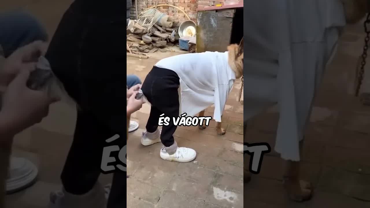 Unatkozott, hát felöltöztette a kutyáját