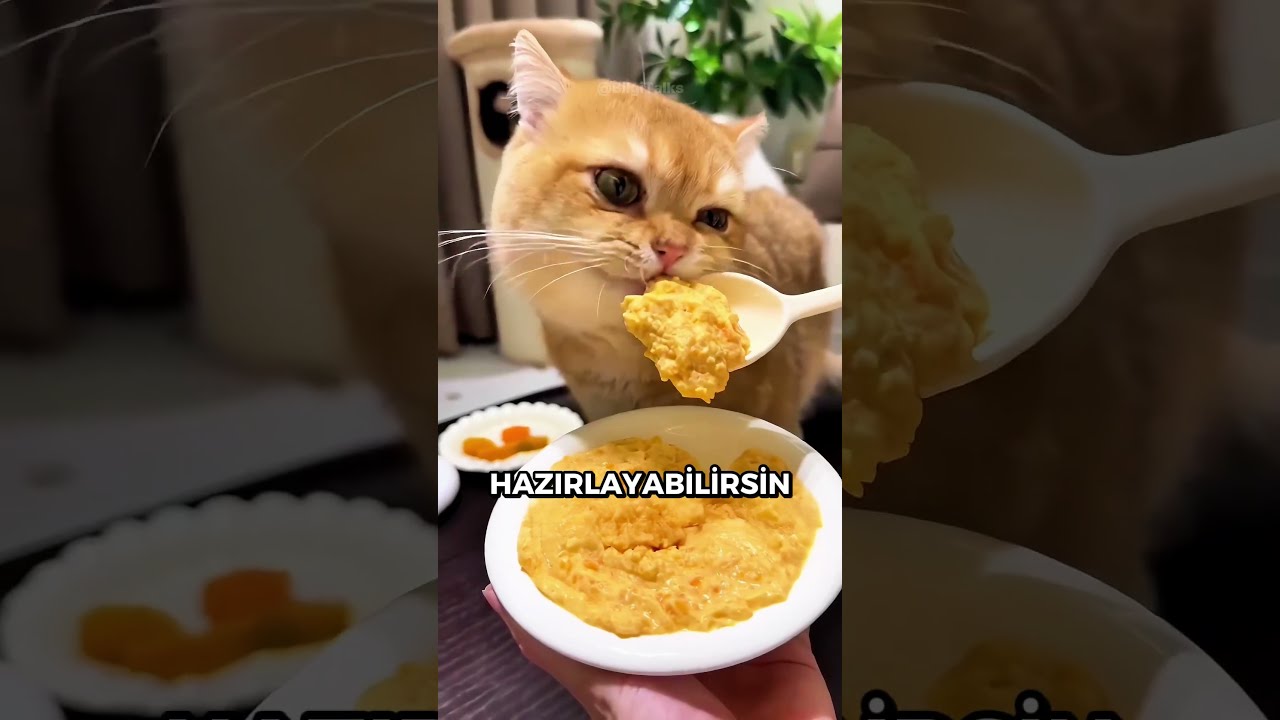 Kediler İçin Ekonomik ve Sağlıklı Yemek Tarifleri