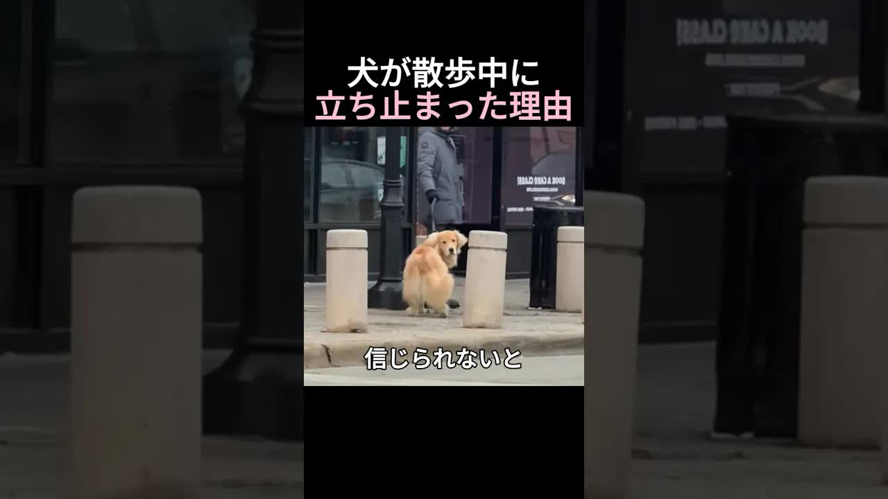 保護犬が散歩中に恩人と再会した理由