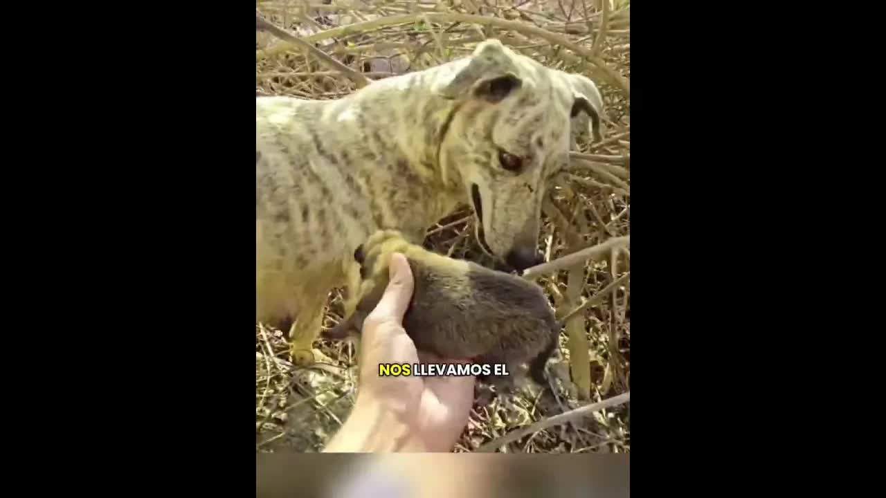 Una perrita callejera y sus cachorros rescatados