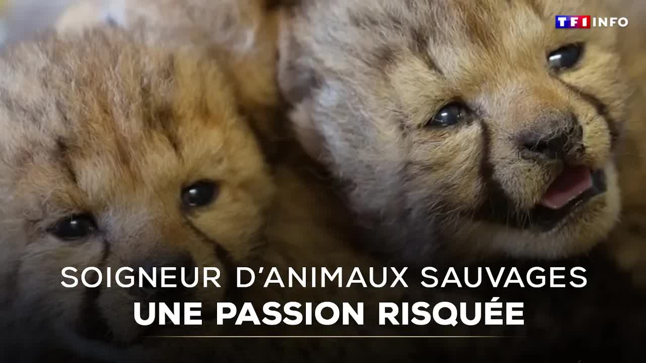 La vie des soigneurs d'animaux sauvages