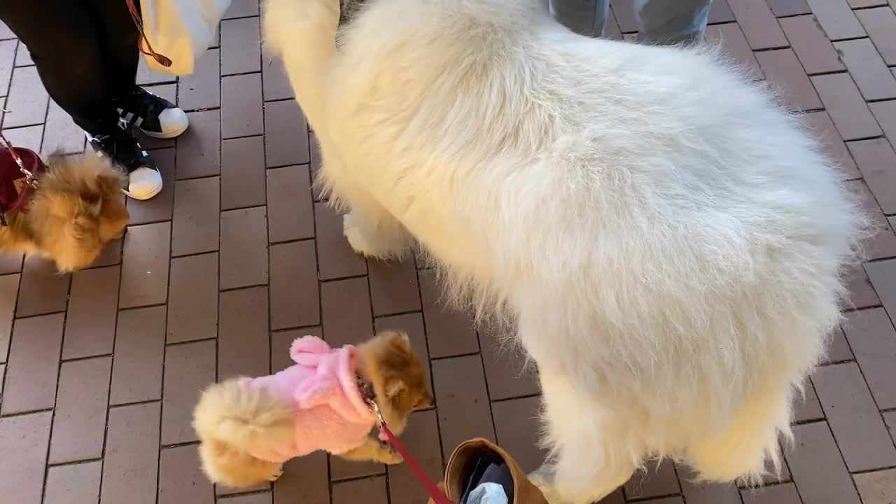 新しい服で散歩、大型犬と出会う