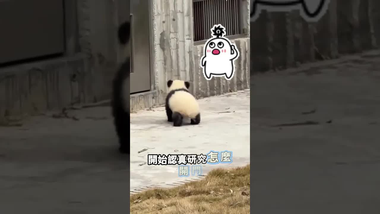 小熊猫认真思考如何开门