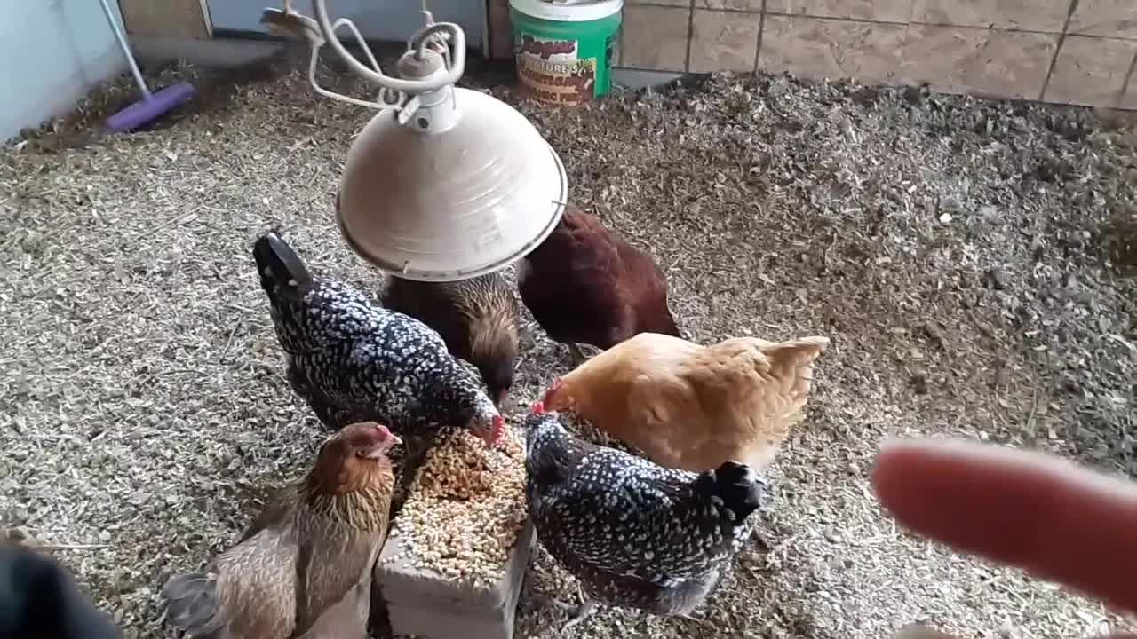 母鸡今天把鸡蛋下在哪里？