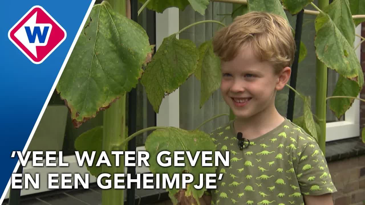 Floris kweekt zes meter hoge zonnebloemen
