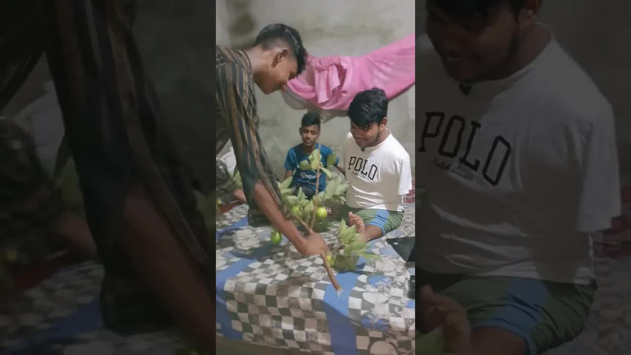 ভাতিজা আমার জন্য পেয়ারা আনছে