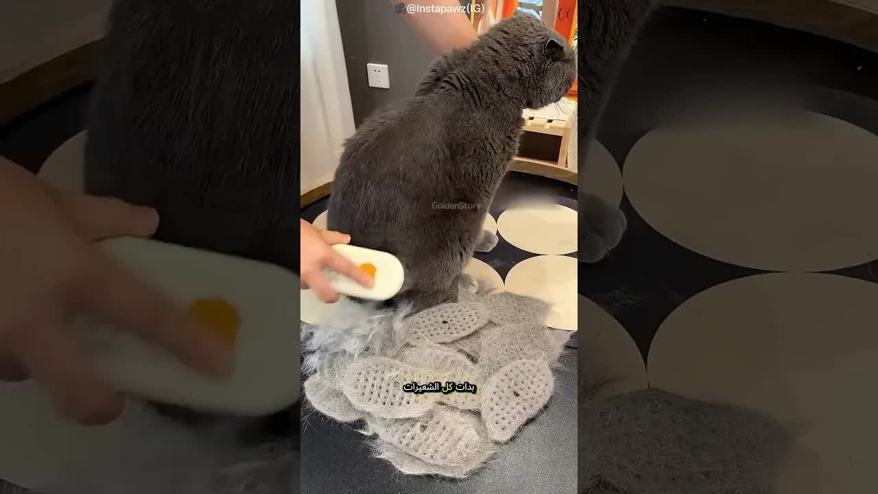 شاب يستخدم جهازًا ذكيًا لتنظيف شعر قطته