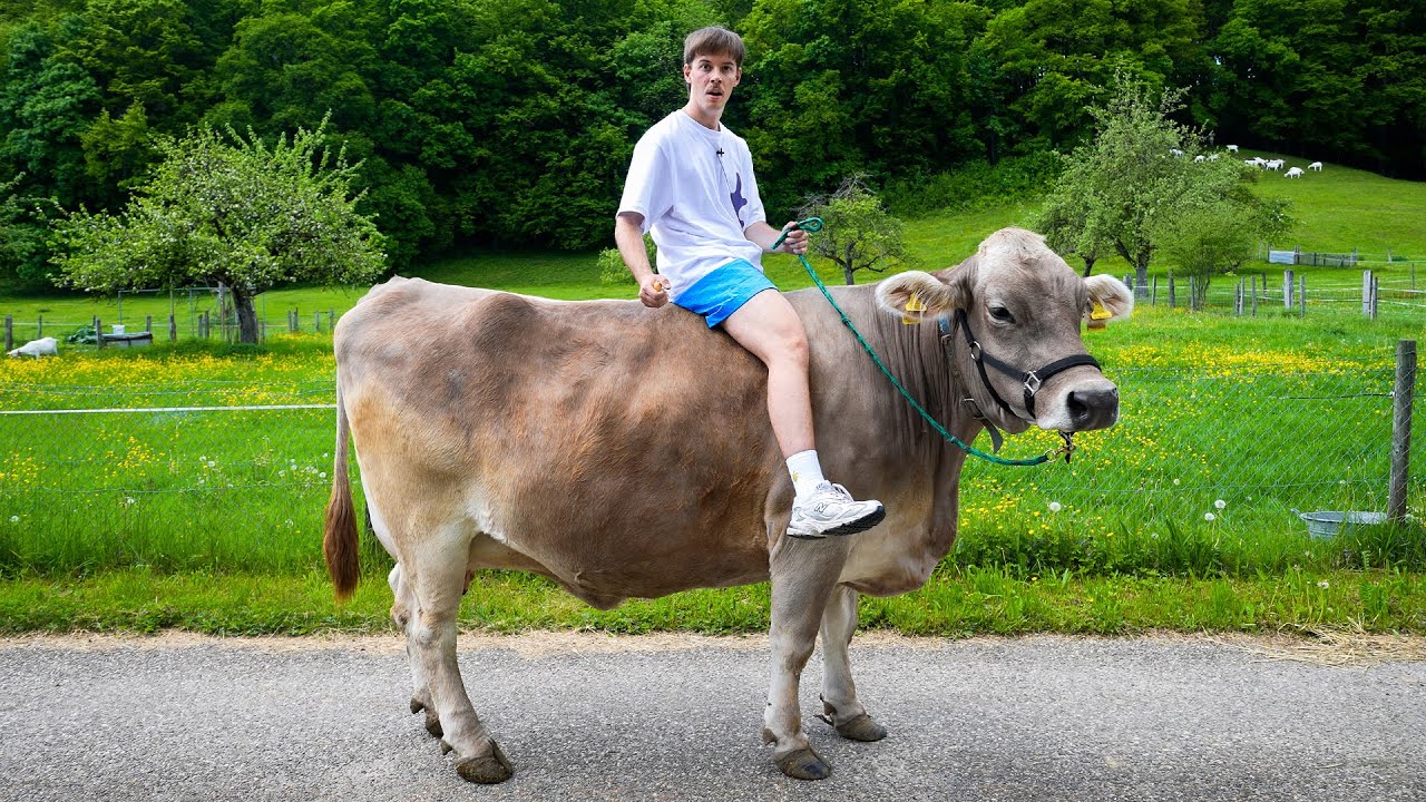 Ich bin eine Kuh geritten