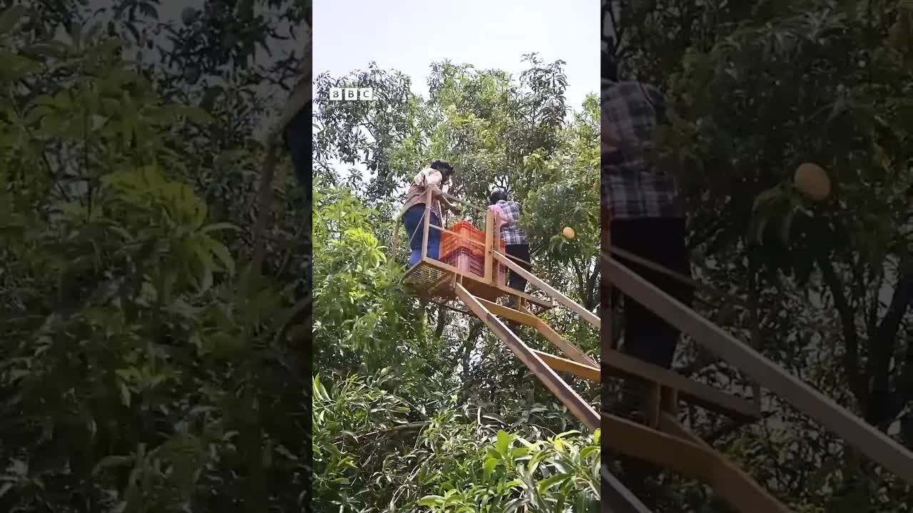 மாம்பழம் பறிக்கும் டிராக்டர் லிஃப்ட் கருவி