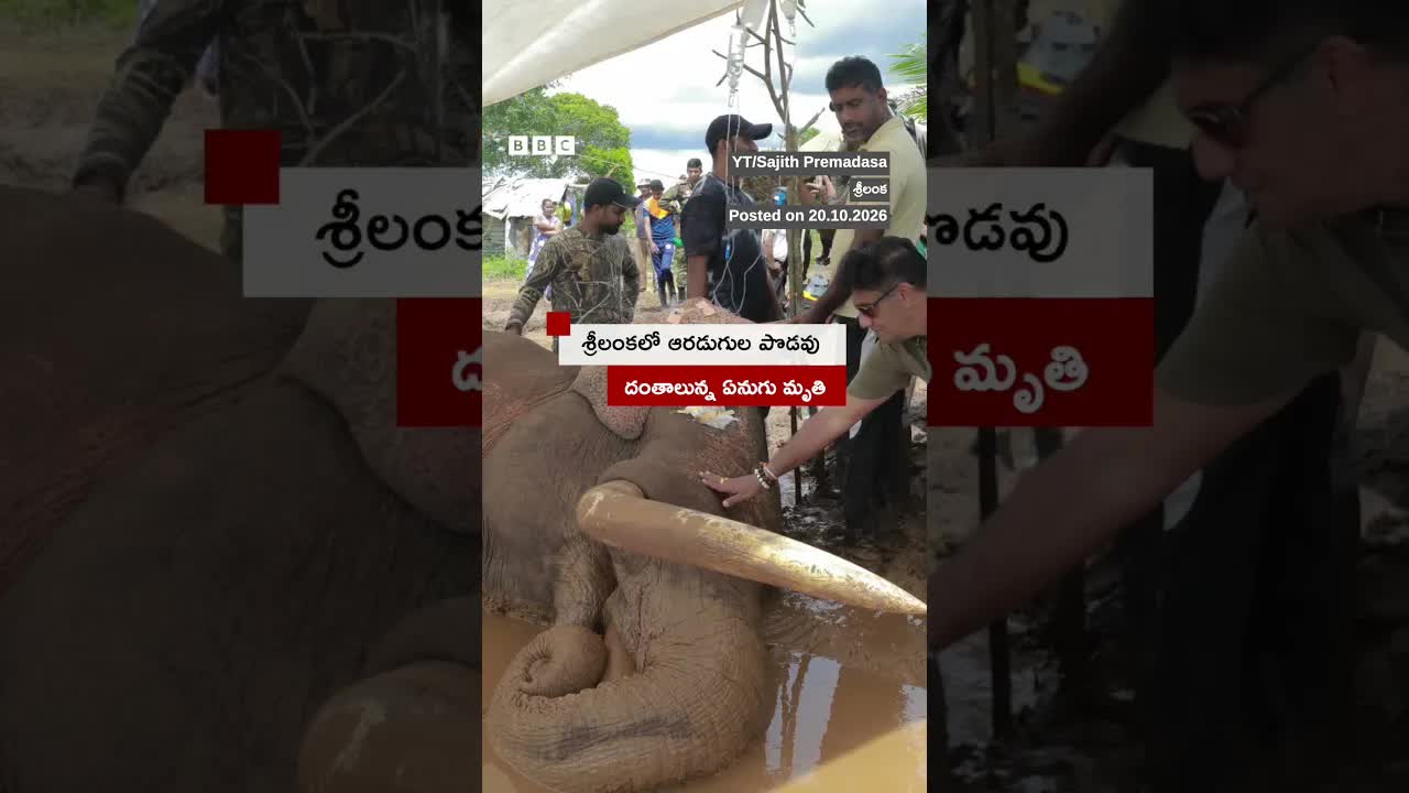 శ్రీలంక భారీ ఏనుగు కవంతిసా మరణం