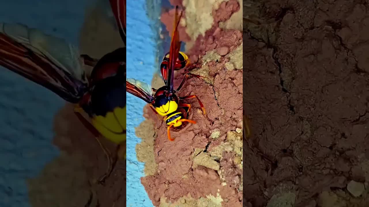 زنبور الطين: معجزة البناء والطبيعة