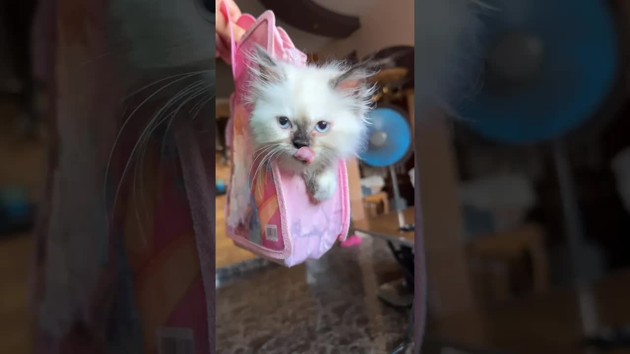 أمي اخترعت شنطة للقطة