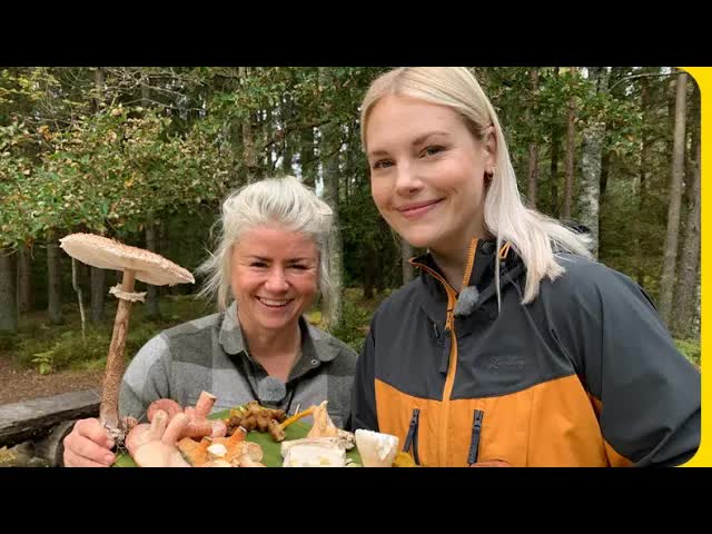 Svampjakt och ukrainsk raggmunk i skogen