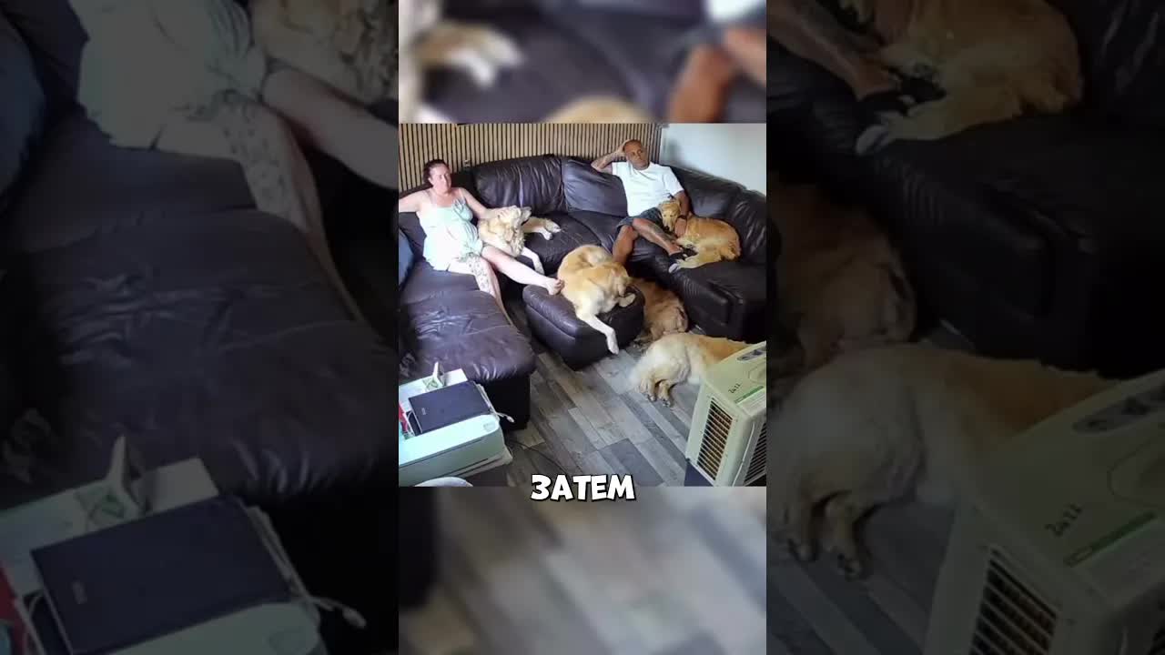 Собаки выбирают маму вместо папы