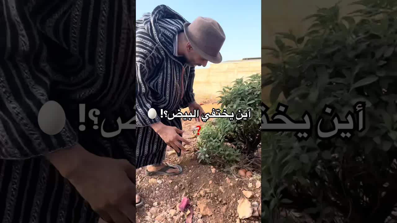 لغز اختفاء البيض من مئة دجاجة