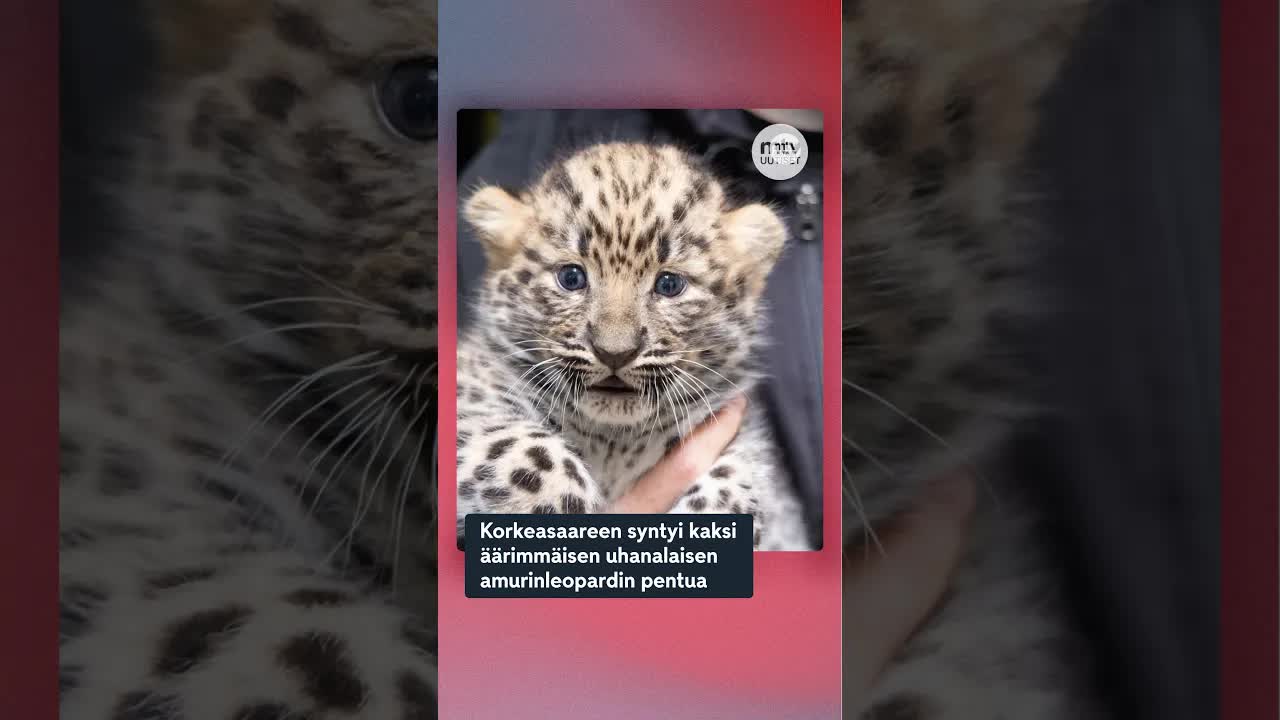Korkeasaareen syntyi amurinleopardin pentuja