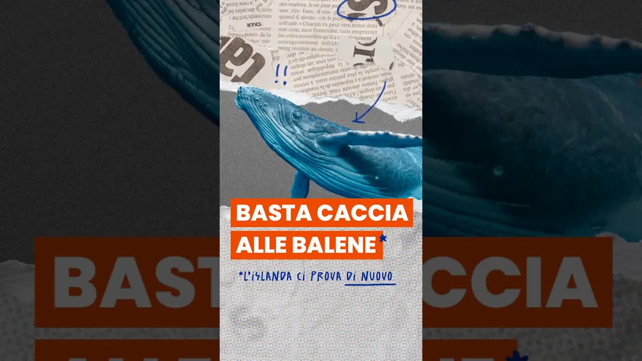Islanda: verso il divieto della caccia alle balene