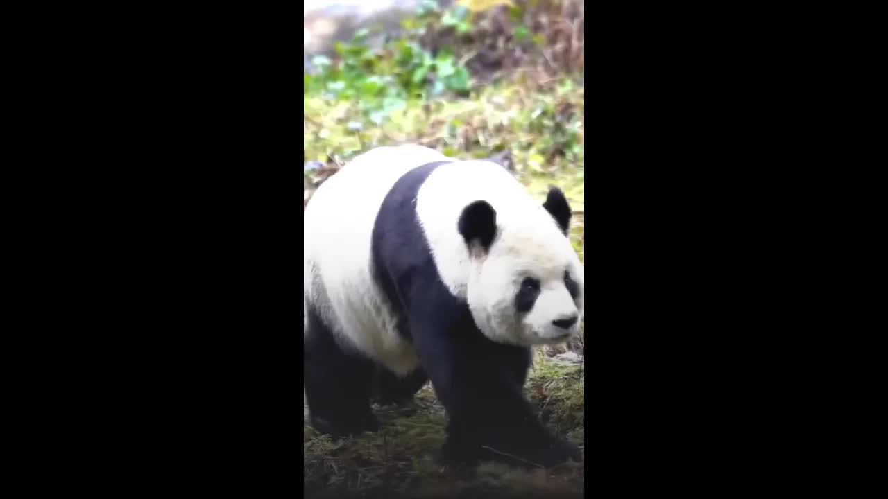 用熊猫粪便做成的青团蜡烛