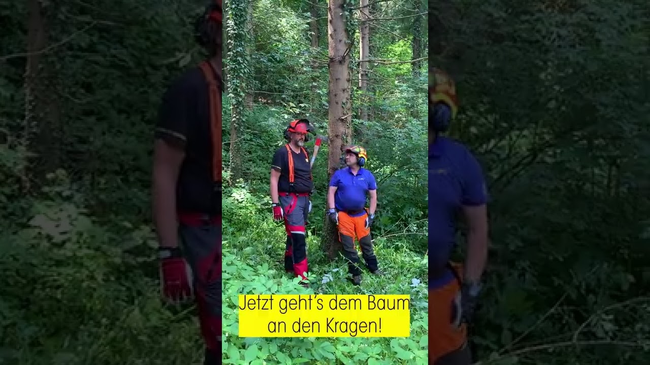 Baum fällen bei Antenne Steiermark