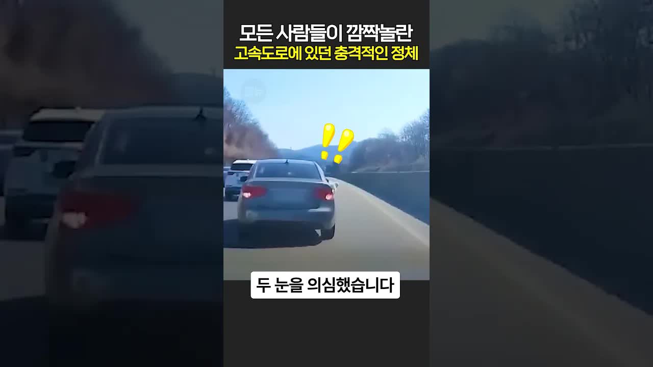 고속도로에서 구조된 두 마리 강아지의 사연