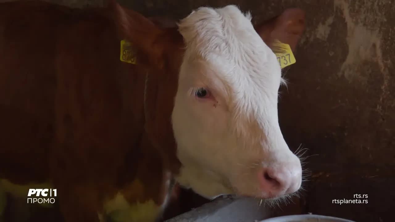 Kristina Radenković na veterinarskoj misiji