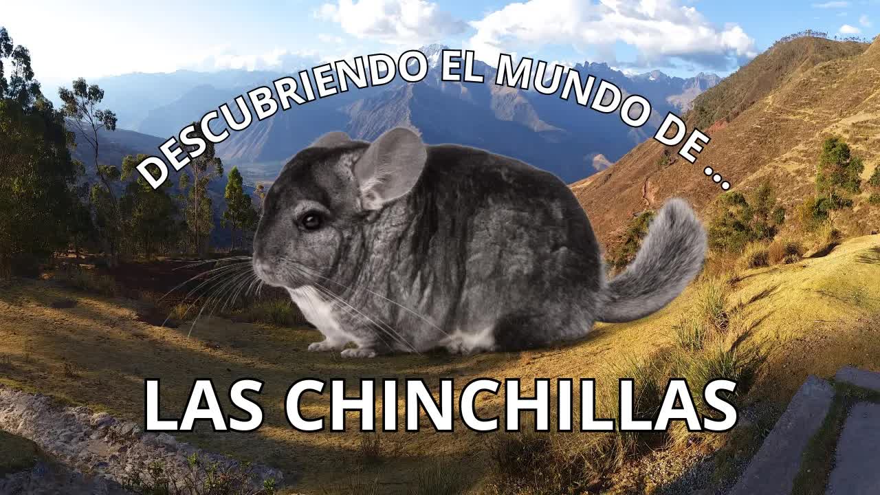 Descubriendo el mundo de las chinchillas