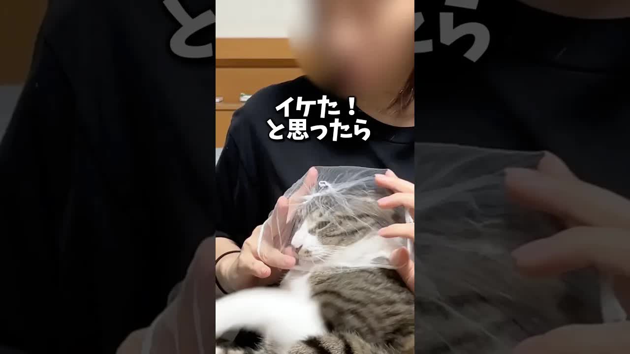 排水ネットで猫の爪切りチャレンジ