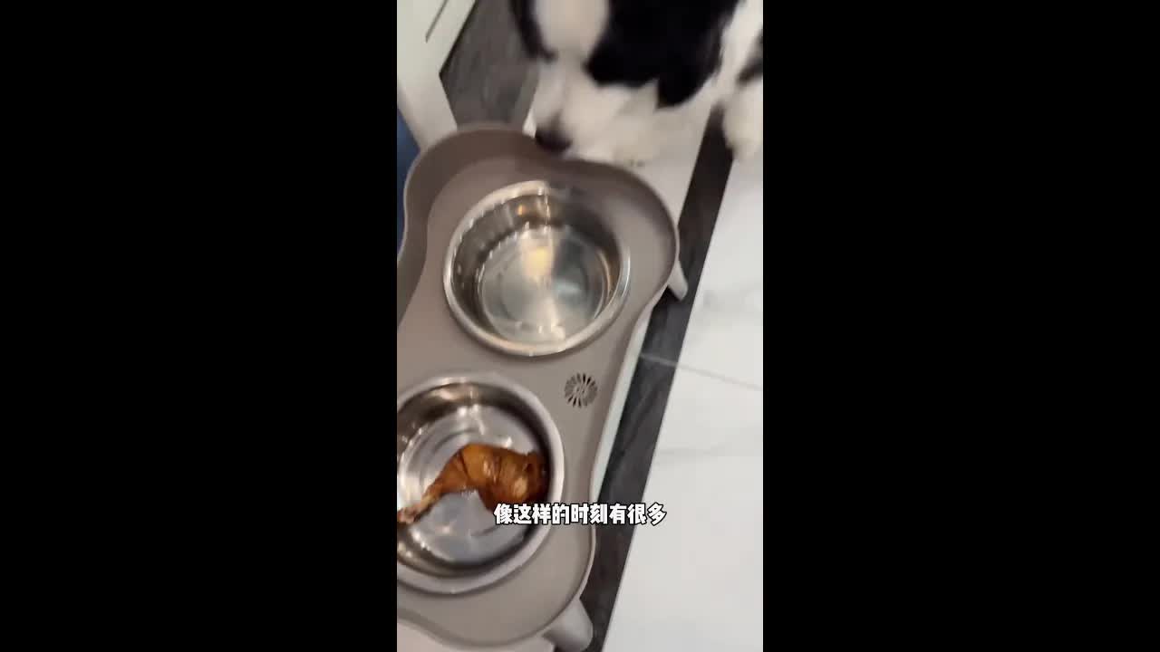 边牧见见的搞笑日常与掉毛烦恼