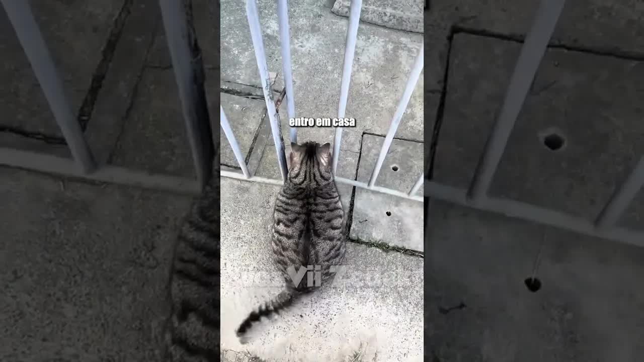 Gato tenta entrar e faz biruleibes